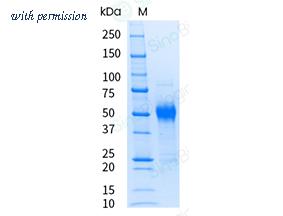 Sino Biological 50792-M08H-UE image 1