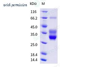 Sino Biological CT076-M2508H-B image 1