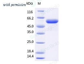 Sino Biological 10192-H02H-B image 1