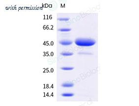 Sino Biological 10215-H42H-B image 1