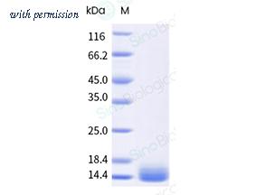 Sino Biological 10221-HNAE-B image 1