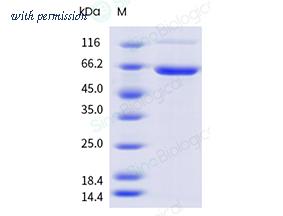 Sino Biological 10224-H41B1-B image 1