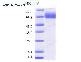 Sino Biological 10359-H02H-B image 1