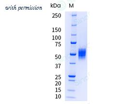 Sino Biological 10369-H01H-UE image 1