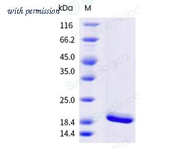 Sino Biological 10602-H08H image 1