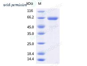 Sino Biological 11058-V44B-B image 1
