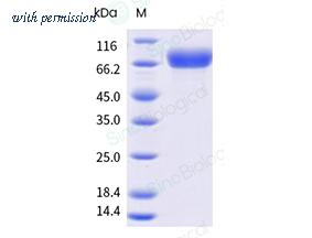 Sino Biological 11684-V08H3 image 1