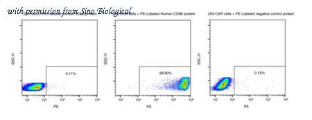 Sino Biological 12206-H85H-SP image 1