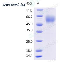 Sino Biological 12241-H49H-B image 1