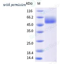 Sino Biological 12487-H01H image 1