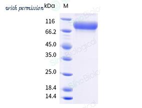 Sino Biological 13127-H07H image 1
