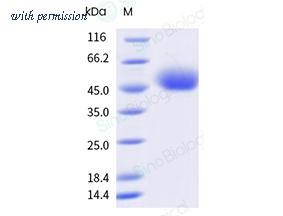 Sino Biological 13145-H49H-B image 1