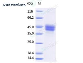 Sino Biological 13653-H08H-B image 1