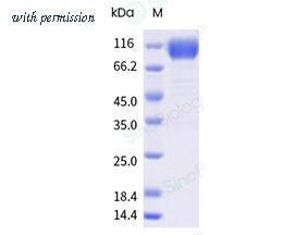 Sino Biological 15878-H49H-B image 1