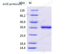 Sino Biological 17299-H08B1 image 1