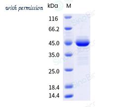 Sino Biological 18035-H08E image 1