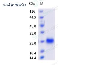 Sino Biological 20010-H08H7 image 1