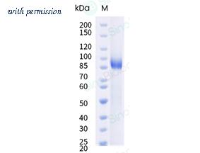 Sino Biological 20010-H46H image 1