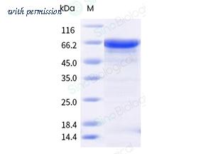 Sino Biological 214-MV0010 image 1