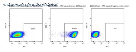 Sino Biological 29750-H86H-SA image 1