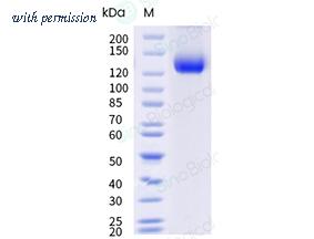 Sino Biological 29794-H02H image 1