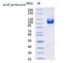 Sino Biological 29794-H49H-B image 1