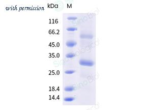 Sino Biological 30025-H105H-DD image 1