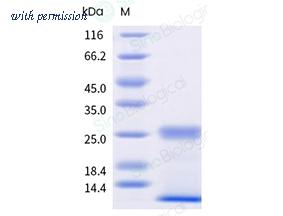 Sino Biological 301-FELDI0070 image 1