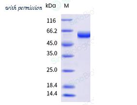 Sino Biological 30175-H08B image 1