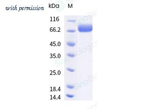 Sino Biological 40016-V08H2 image 1