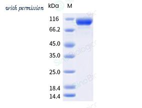 Sino Biological 40580-V49H-B image 1