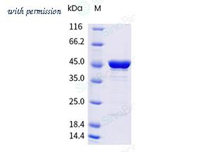 Sino Biological 40588-V07E43 image 1