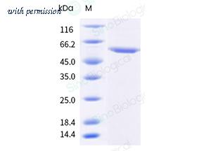 Sino Biological 40588-V49B3-B image 1