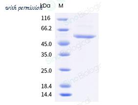 Sino Biological 40588-V49B6-B image 1