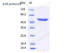 Sino Biological 40588-V49B7-B image 1