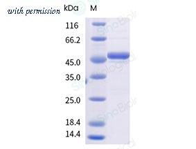 Sino Biological 40588-V49B8-B image 1