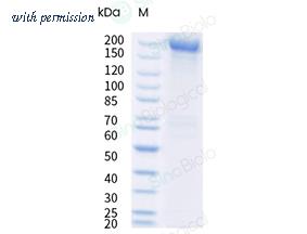 Sino Biological 40589-V49H14-B image 1