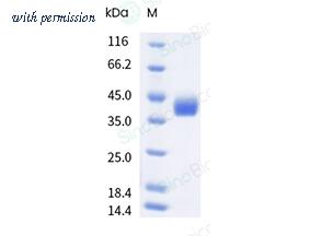 Sino Biological 40592-V08H162 image 1