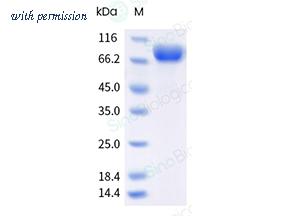 Sino Biological 40787-V08H2 image 1