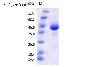Sino Biological 40902-V49H-B image 1