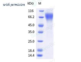 Sino Biological 40907-VNAS-E image 1