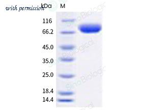 Sino Biological 40938-V08H2 image 1