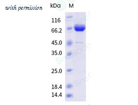 Sino Biological 40941-V49B-B image 1
