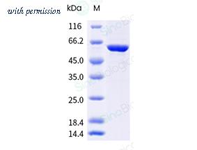 Sino Biological 40947-V49B-B image 1