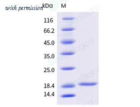 Sino Biological 40948-ANAE image 1