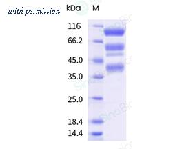 Sino Biological 40958-VNAS-B image 1