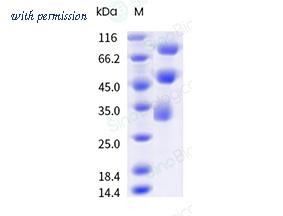 Sino Biological 41036-V27H-B image 1