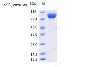 Sino Biological 41049-V49H1-B image 1
