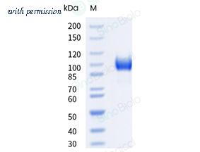 Sino Biological 41051-V49H-B image 1