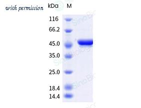 Sino Biological 41052-V49B-B image 1